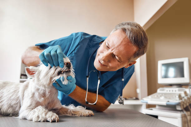 Best Emergency Denture Repair in Anahola, HI